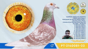 Columbofilia: Gyökeres dá nome a pombo campeão do Mundo