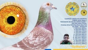 Conheça toda a história de Gyökeres... o pombo campeão do Mundo