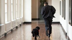 O seu cão segue-o para o todo lado, até à casa de banho? Há uma razão para este comportamento