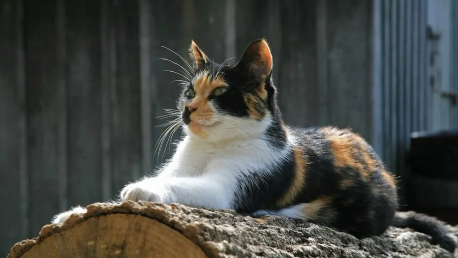 Gato