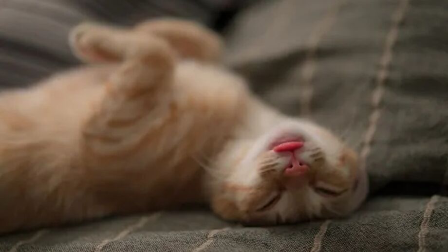 Tal como os humanos, os gatos também podem ressona