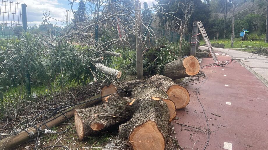 Destruição causada pela tempestade Martinho no Jamor