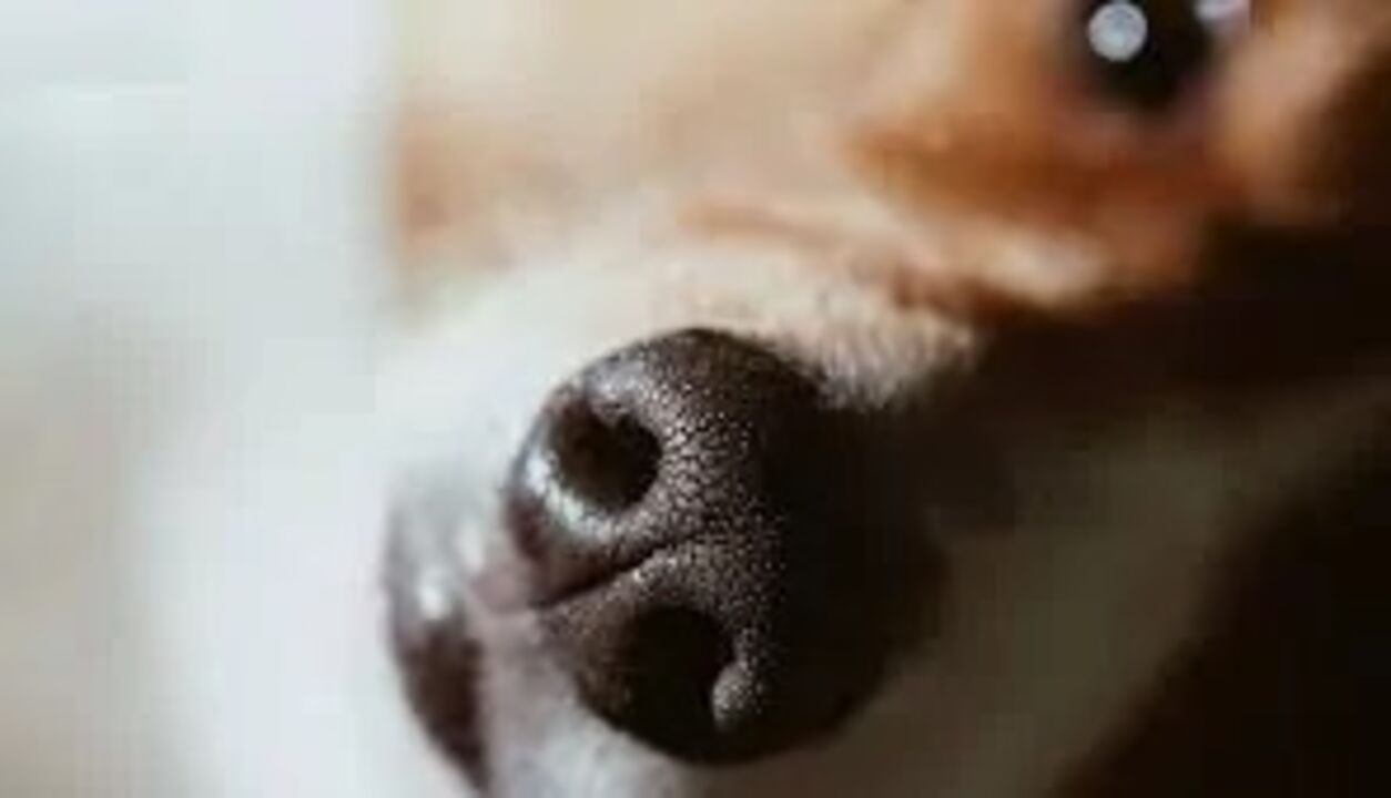 Uma viagem sobre o fascinante mundo do olfato canino.