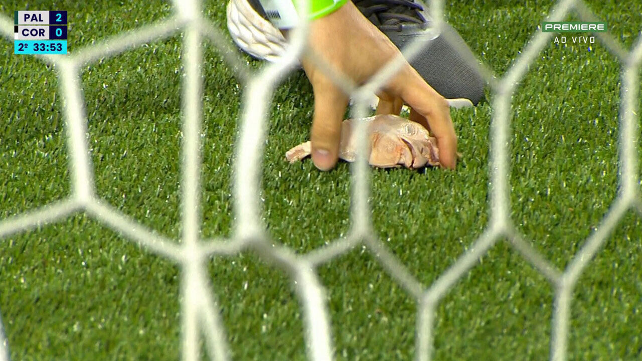 Adeptos do Palmeiras atiram cabeça de galinha