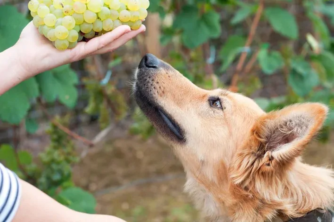 Uvas são muito prejudiciais para os cães
