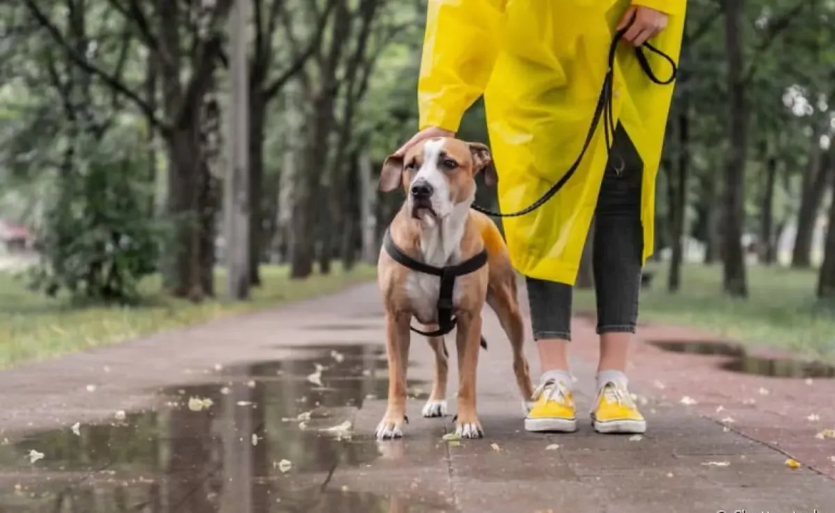 Face à instabilidade climatérica devem de ser adotados cuidados com os cães