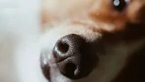 O fascinante mundo do focinho dos cães: 7 segredos e curiosidades