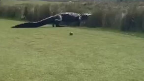 Crocodilo 'gigante' atravessa green e golfistas não ganham para o susto