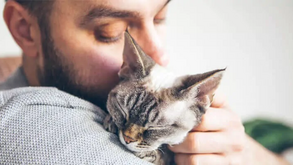 Procura um melhor amigo? Estes são os 5 gatos mais amistosos para lhe fazer companhia