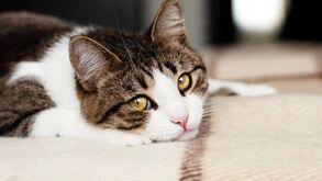 Sabia que os gatos também choram? Saiba como perceber se o seu felino está a passar por um momento mais difícil