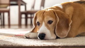 Deixa o patudo sozinho em casa? Saiba qual é o limite de tempo que ele deve ficar sozinho