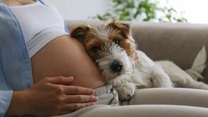 “O cão pressente quando a dona está grávida