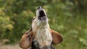 Os cães podem cantar? A resposta vai surpreendê-lo!
