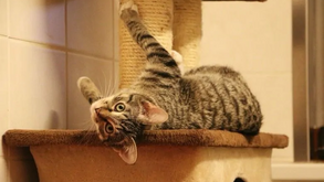 O seu gato anda muito agitado? As táticas para deixar o felino mais zen