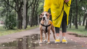 A instabilidade climatérica em Portugal também afeta os patudos: saiba como os proteger 