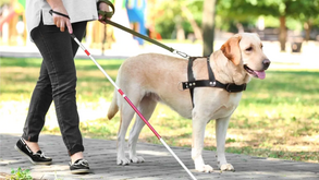  Hoje é o Dia Internacional dos Cães-Guia!