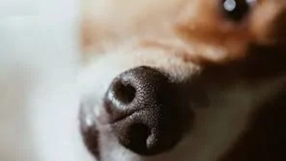 Uma viagem sobre o fascinante mundo do olfato canino