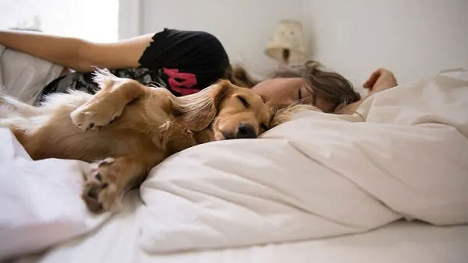 Há comportamentos dos cães que nos deixam a pensar...