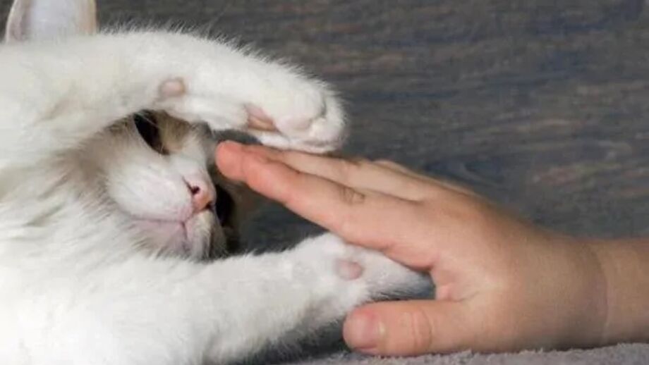 Os gatos são cuidadosos nas interações que escolhem ter e não vivem para agradar os donos