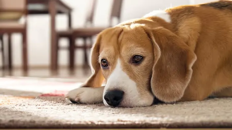 Cães não devem ficar muito tempo sozinhos em casa