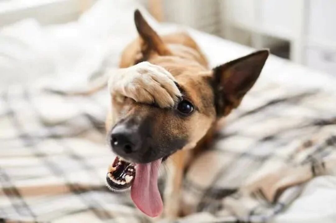 cão