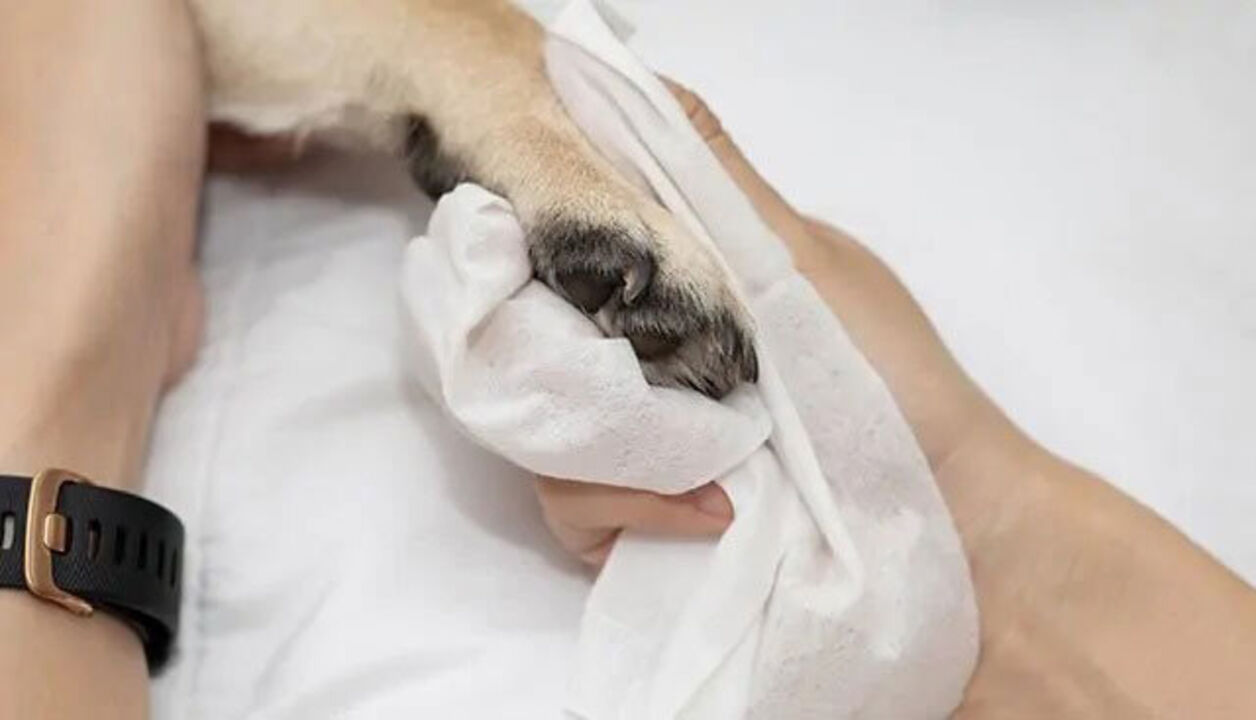 pata de cão