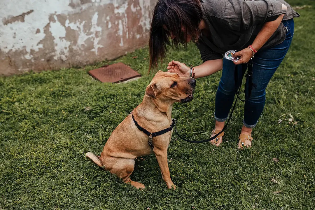  Lagarta do Pinheiro provoca alergias sérias nomeadamente aos cães