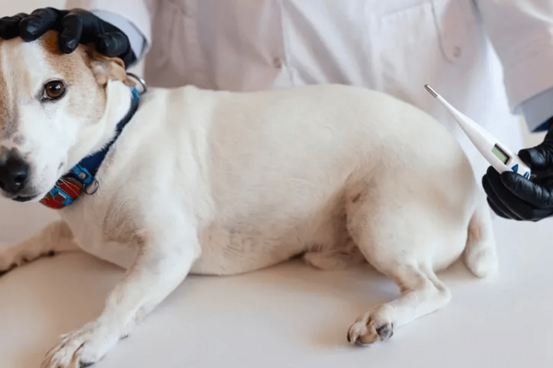 Se os cães começam a isolar-se podem estar com febre