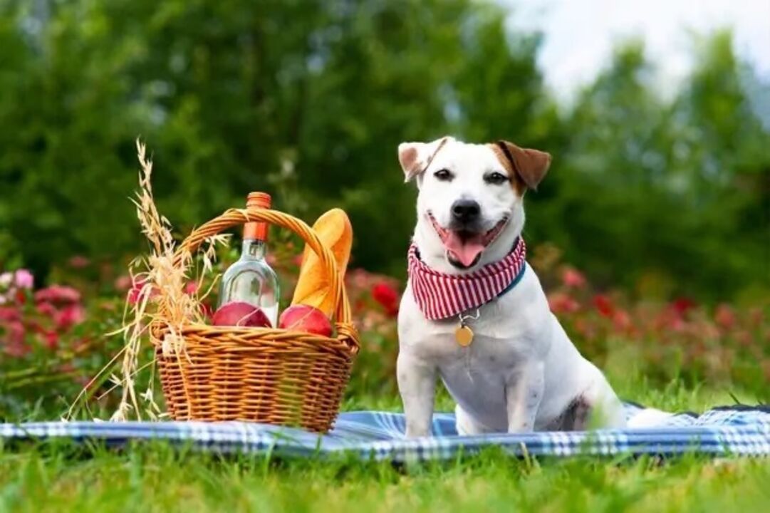 cão