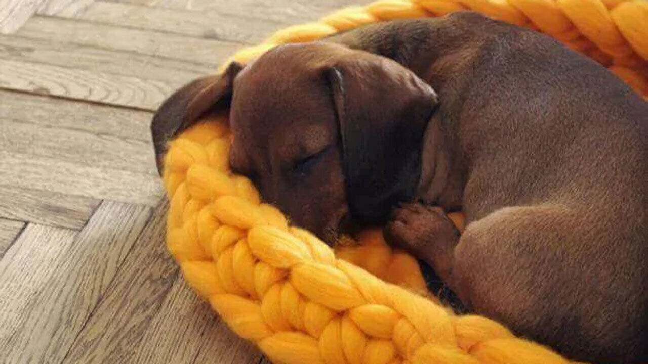 A caminha dos patudos também deve ser desinfetada e higienizada