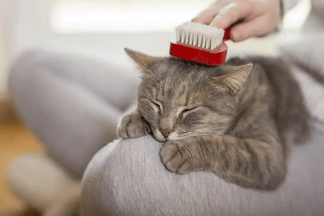 Ainda que os gatos se lambam diariamente, a escovagem regular é essencial