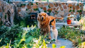 Cão