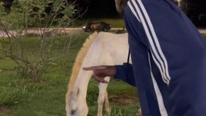 Bolasie faz furor nas redes sociais devido a uma conversa com um... cavalo