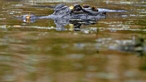 Cinco pessoas resgatadas depois de passarem 36 horas cercadas por jacarés