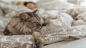 Isto é o que não pode fazer com o seu gato, porque corre o risco de o afastar!