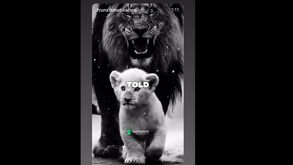 Provocação a Sporting e Rui Borges? O vídeo de César Peixoto com mensagem e leões à mistura