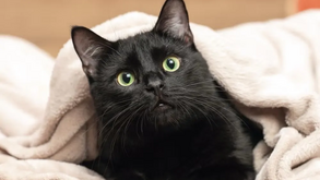 Afinal, os animais pretos dão azar? Acabamos com o mito 