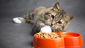 Há alimentos que são proibidos para os gatos