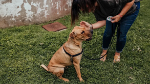 Afinal, o que é a Lagarta do Pinheiro e quais são os cuidados a ter com o seu cão?