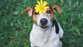 Como proteger o seu cão na primavera? Saiba aqui os principais cuidados
