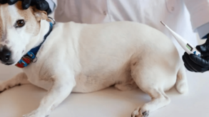 Se os cães começam a isolar-se podem estar com febre