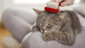 Ainda que os gatos se lambam diariamente, a escovagem regular é essencial