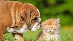 Sem planos para este fim de semana? Traga o patudo ao 'Sesimbra Pet | DOGS & CATS'