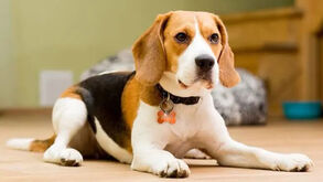 Tenha cuidado com as plaquinhas de metal que põe na coleira do cão: explicamos porquê