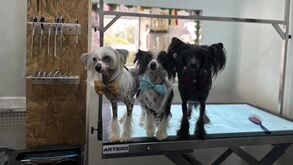 Sem planos para o final desta semana? Rume ao Algarve para duas exposições caninas em Lagos