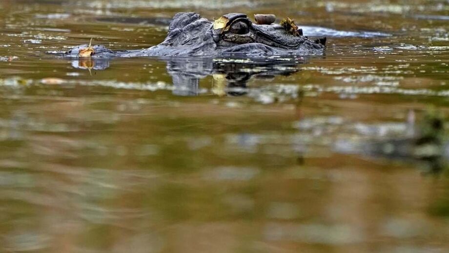 Cinco pessoas viveram momentos de grande aflição por estarem cercadas por jacarés