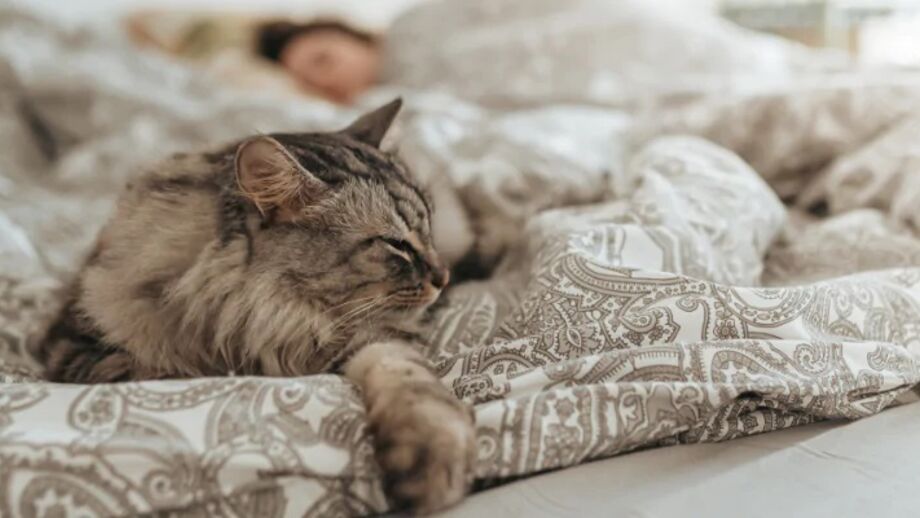 Ao contrário dos cães, os gatos gostam de fazer as coisas 'à maneira deles'