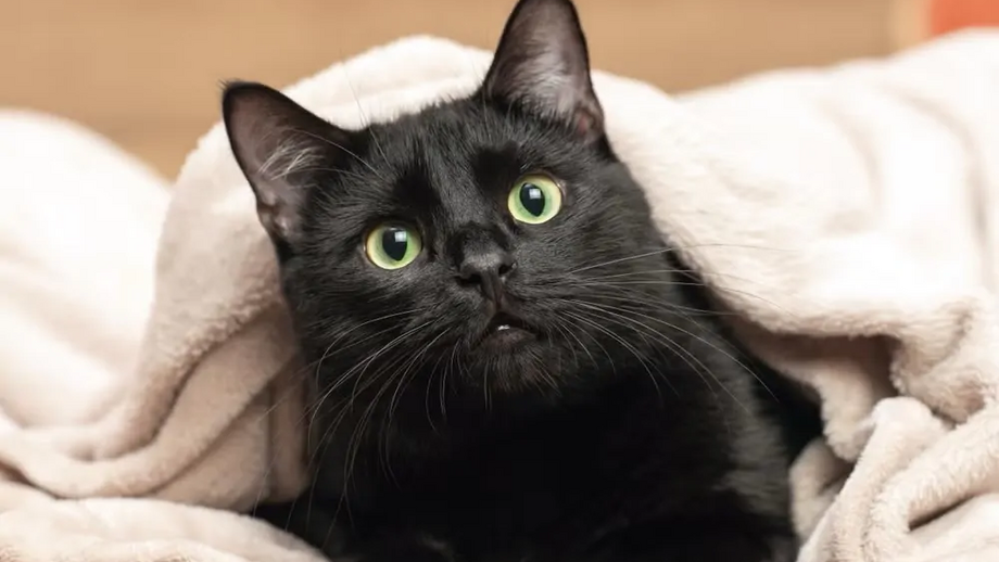 Há muitas boas razões para adotar um gato preto