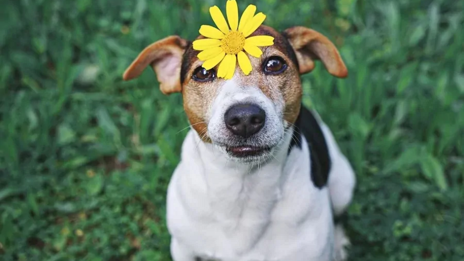 Cães também sofrem com alergias sazonais