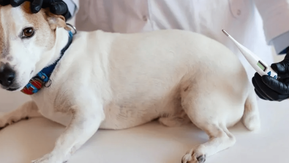 Se os cães começam a isolar-se podem estar com febre